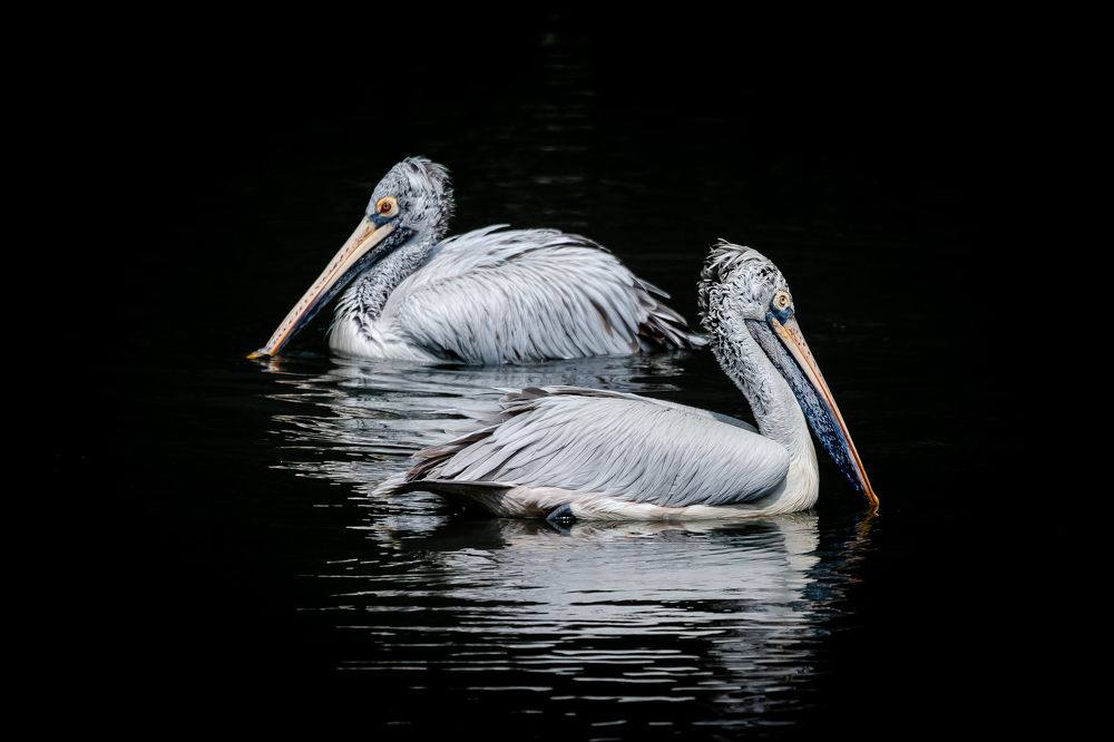 Photograph by  Ahamed Jazif