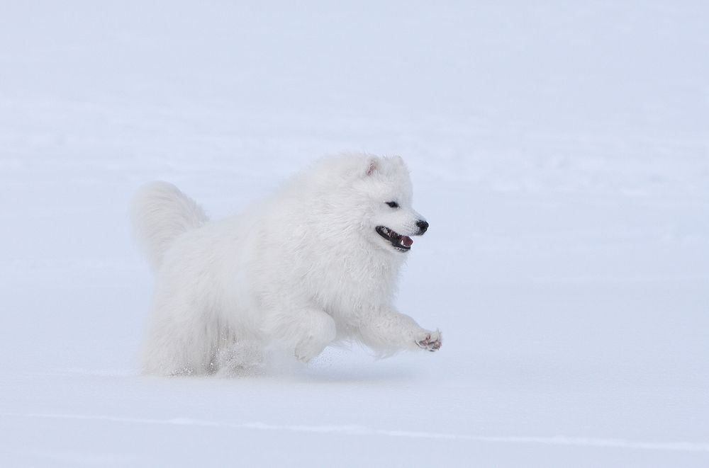 Фотография автора Надежда Лисицына