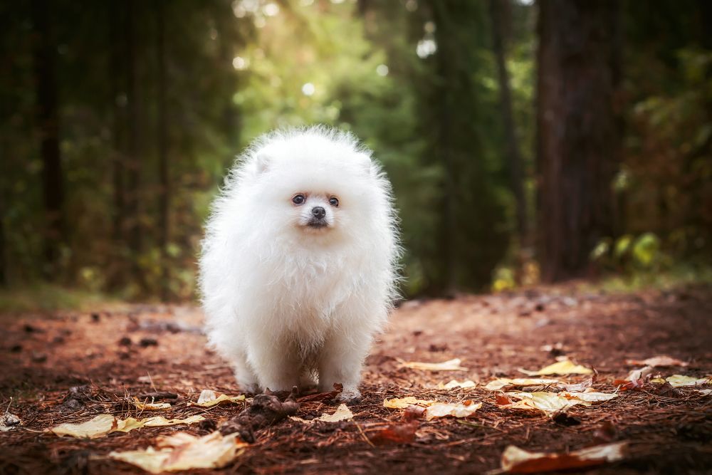 Photograph by Соколова Елена