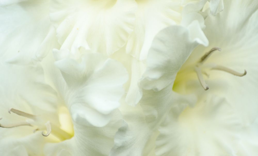 Photograph by Ольга Заповедная