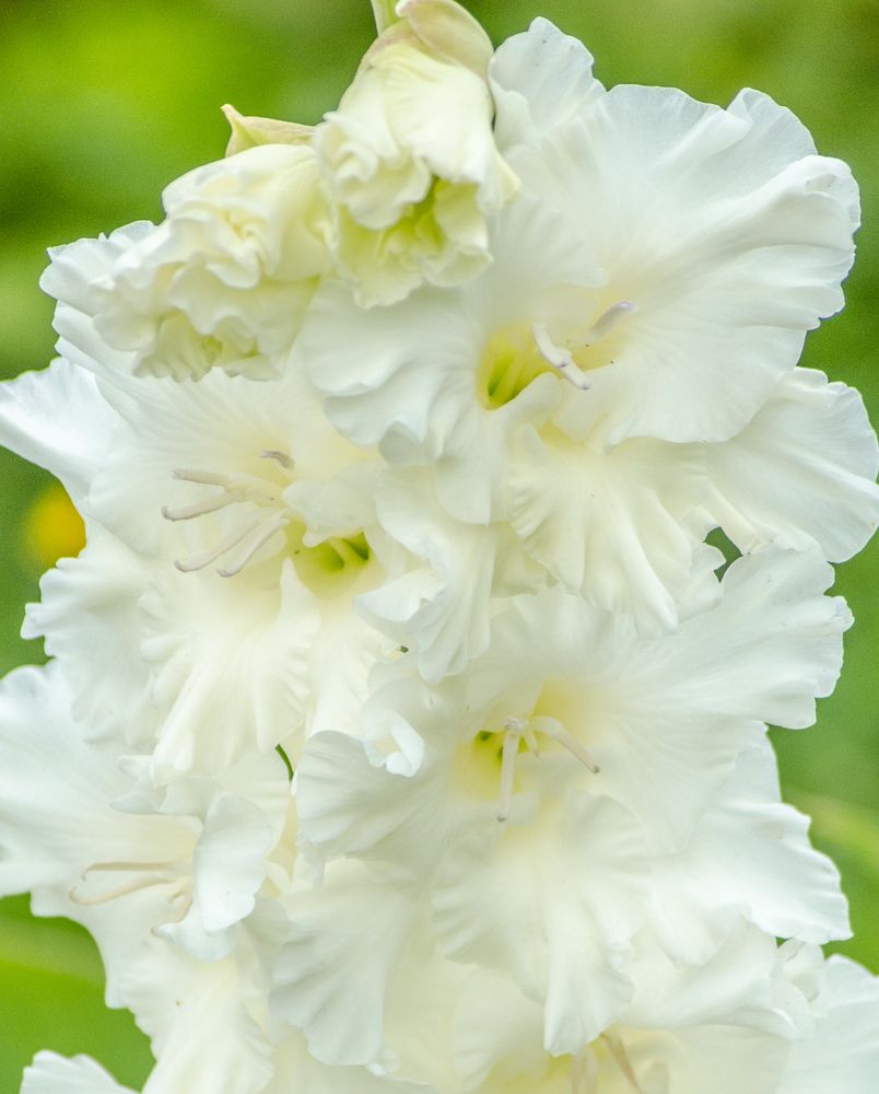 Photograph by Ольга Заповедная