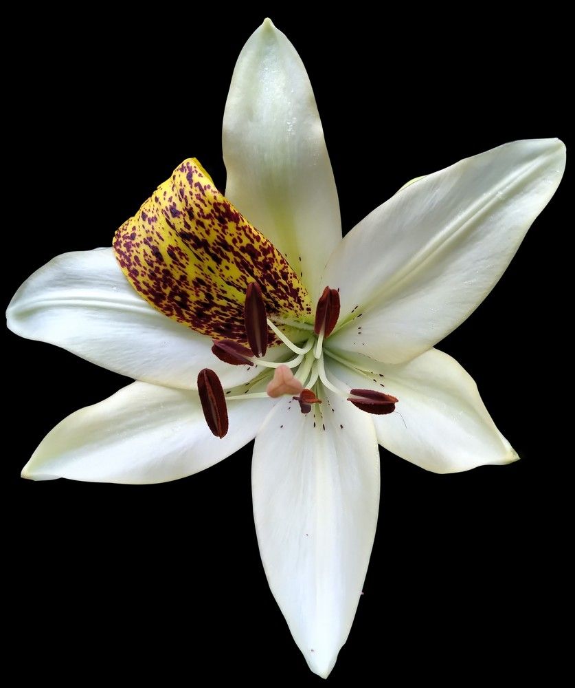 Белая Лилия / White Lily