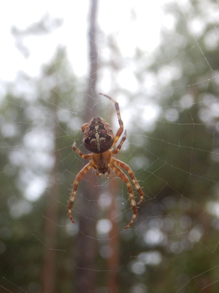 Photograph by Георгий Салюков