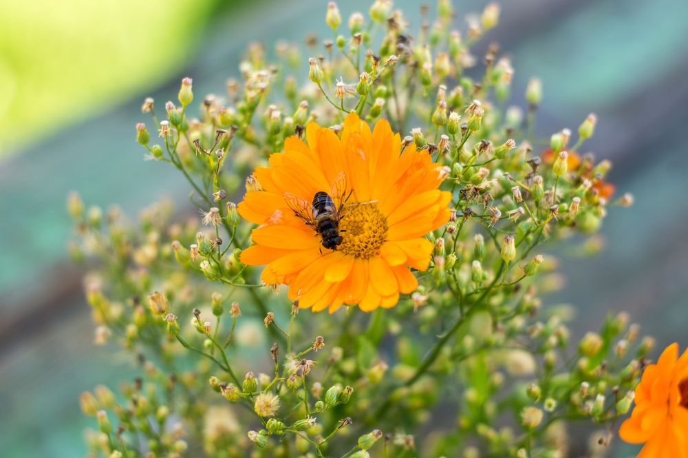 Фотография автора Нина Шкляр