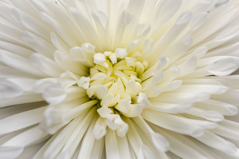 Photograph by Abed Abedaljalil