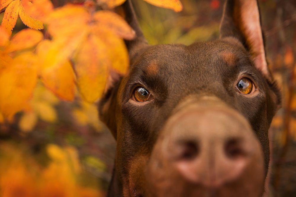 Photograph by Виктория Мамаева