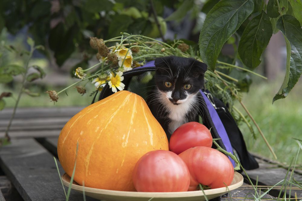 натюрморт с вислоухим котенком
