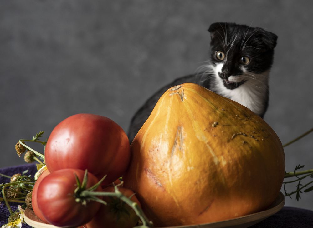 Удивленный котенок