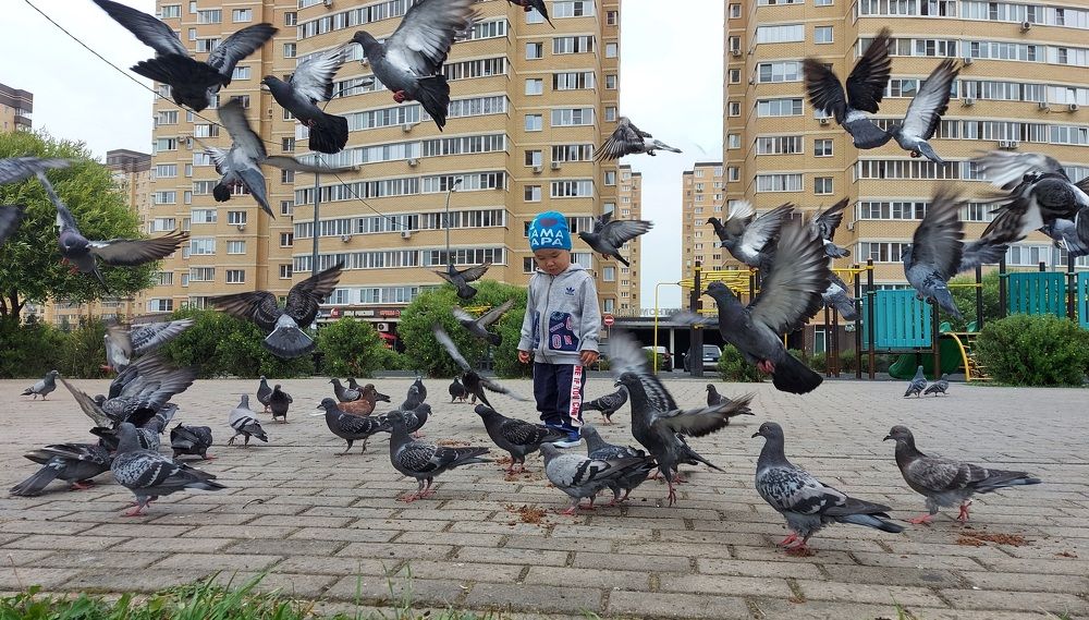 Любовь и голуби