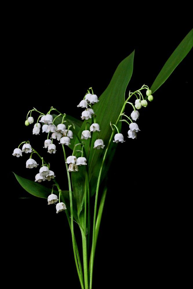 Photograph by Елена Тимченко