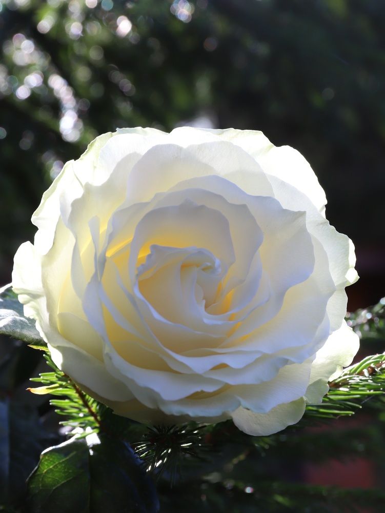 Photograph by Елена Тимченко