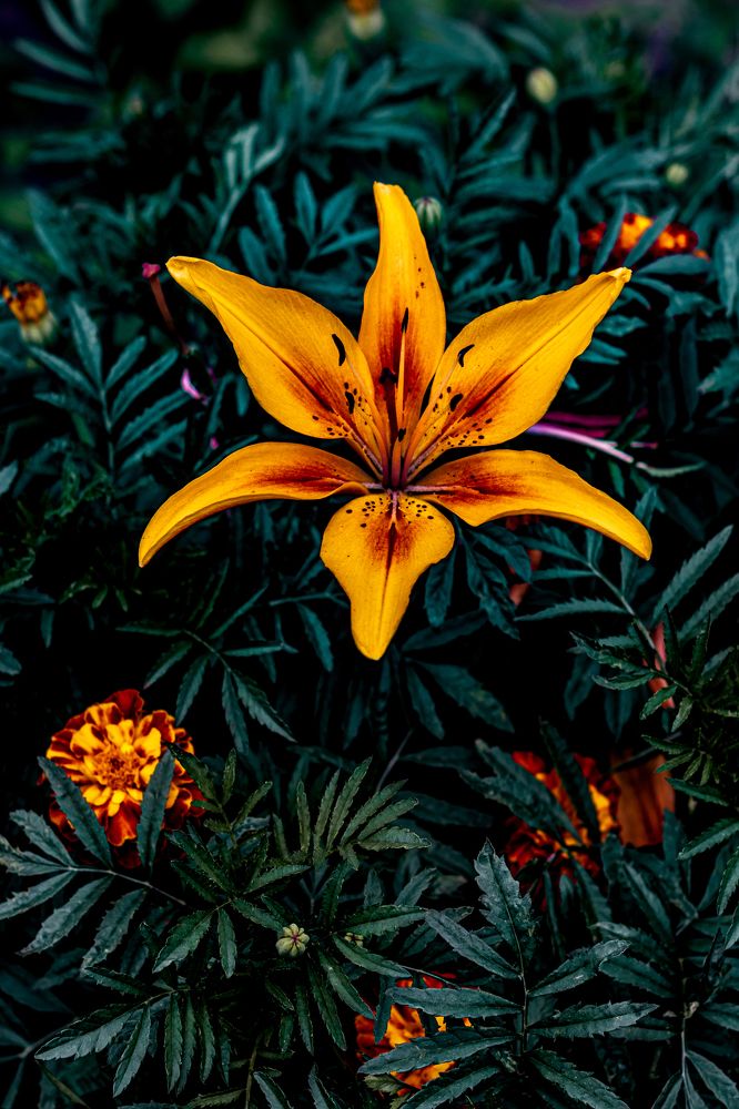 Photograph by Сергей Аникушин