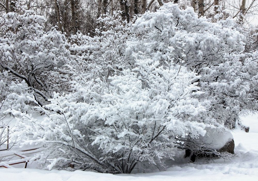 Photograph by Владимир Сушкин