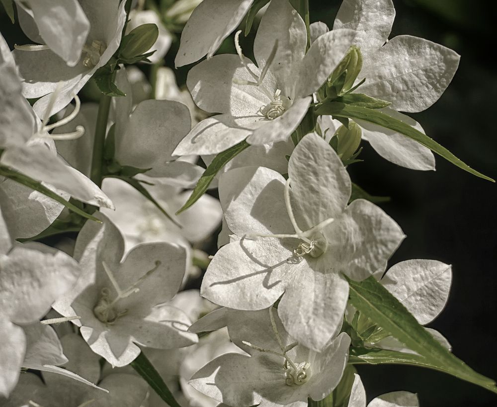 Фотография автора Milena Ivanova