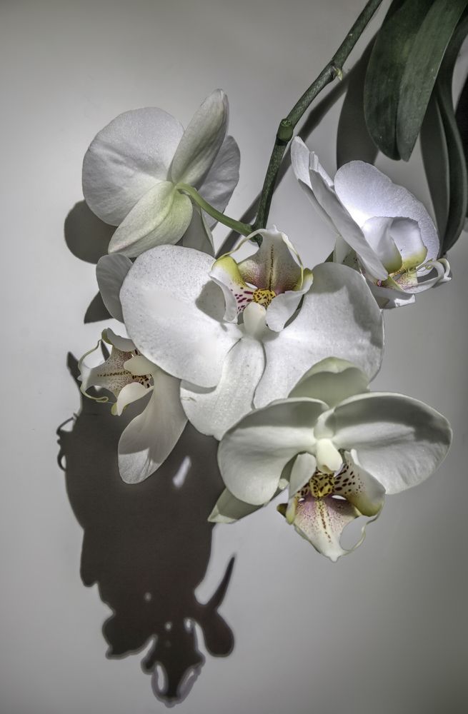 Фотография автора Milena Ivanova