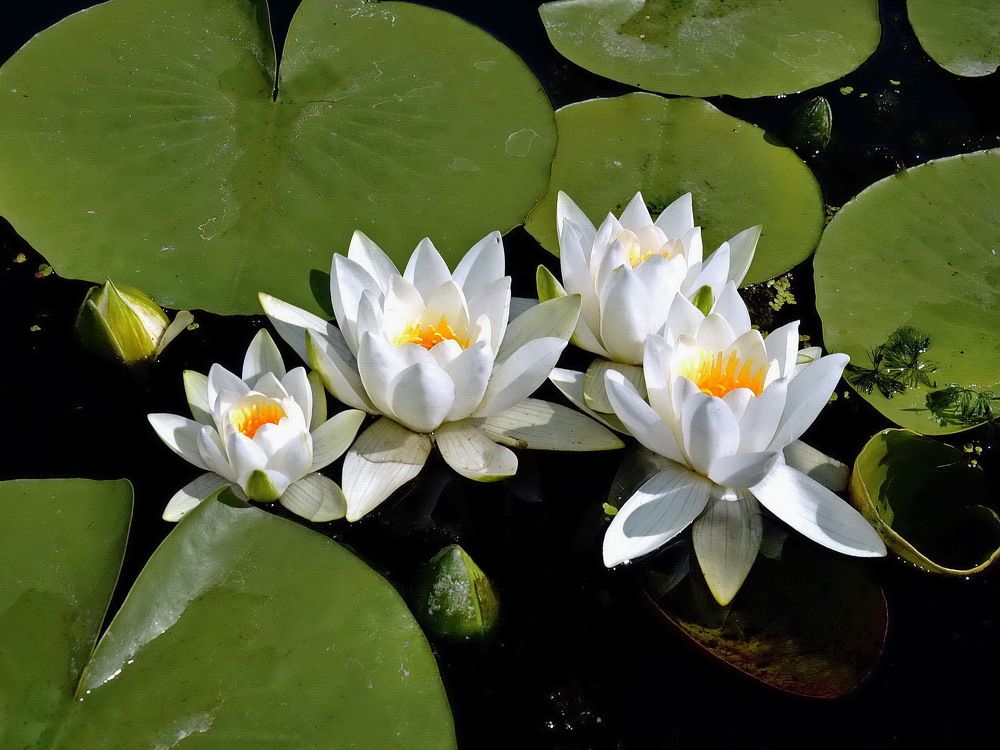 Фотография автора ВЛАДИМИР Тертышник