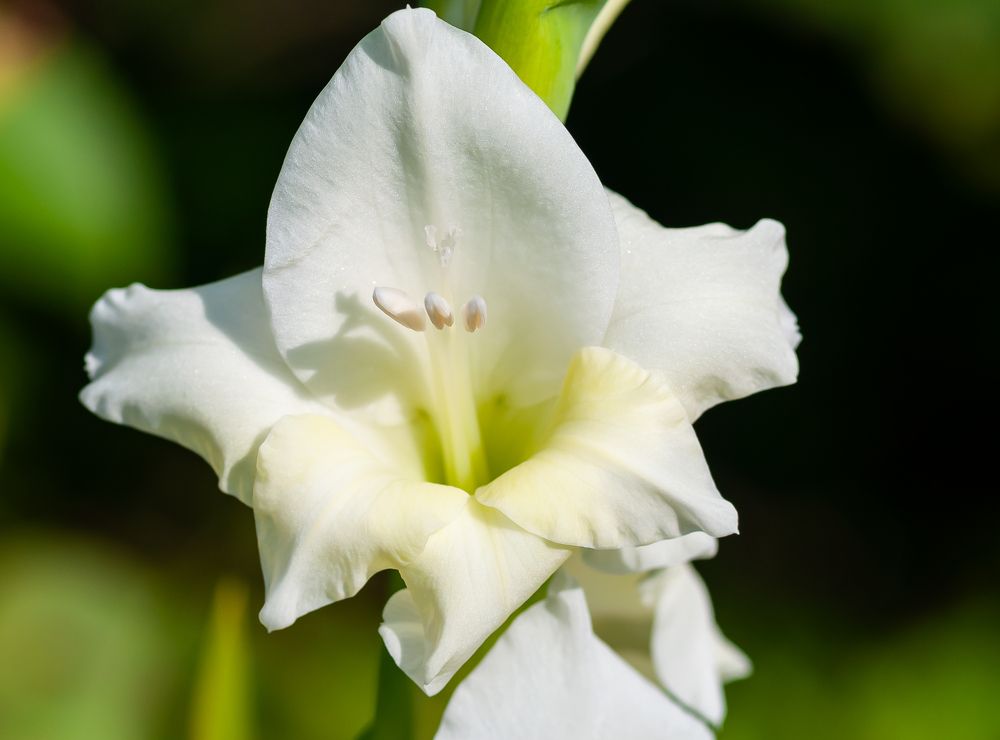 Фотография автора Олег Анатольевич Загорулько