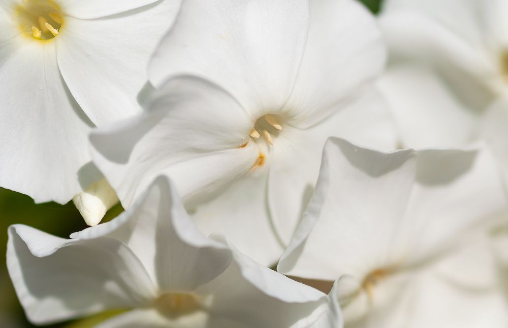 Фотография автора Олег Анатольевич Загорулько