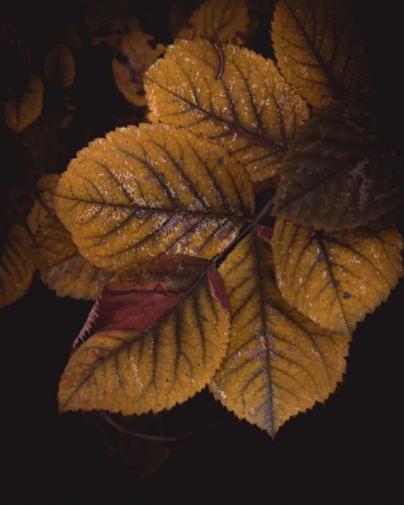 Фотография автора Дарья Макаревич