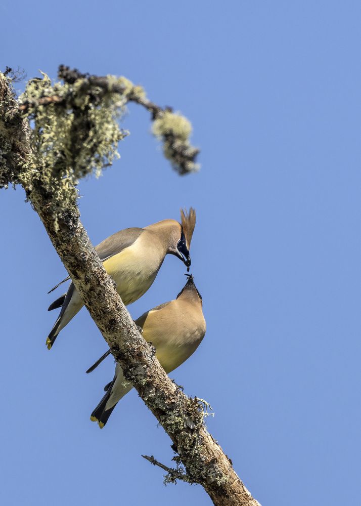 Cedar Waxwing giving breakfast
