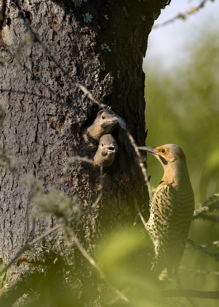 hairy woodpecker