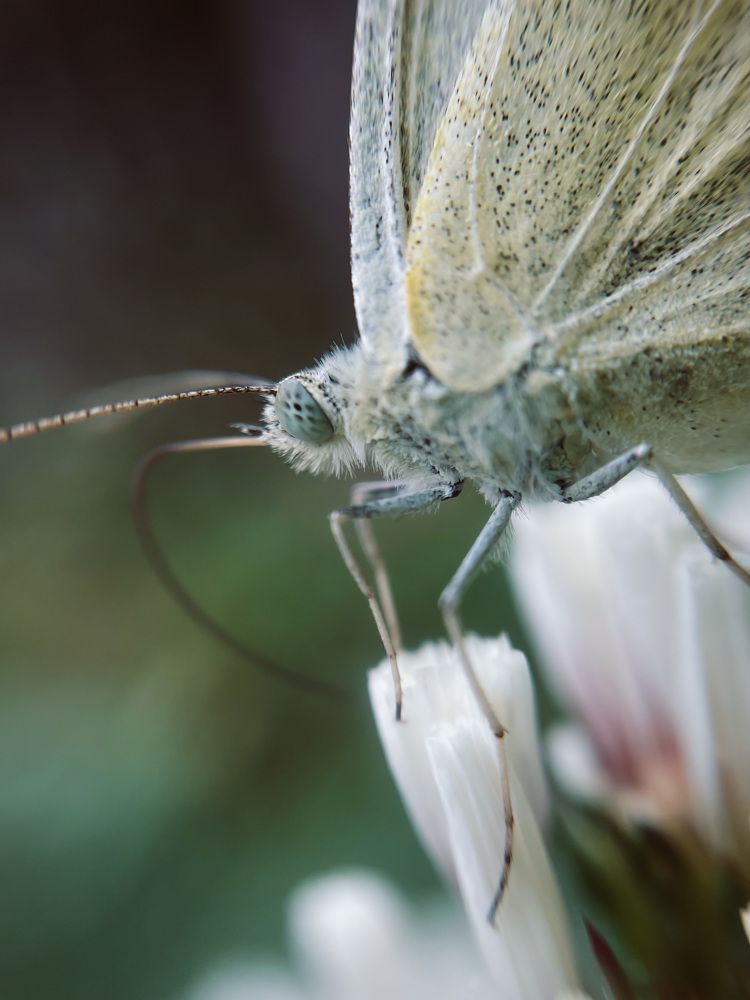 Photograph by Марина Тверитнева