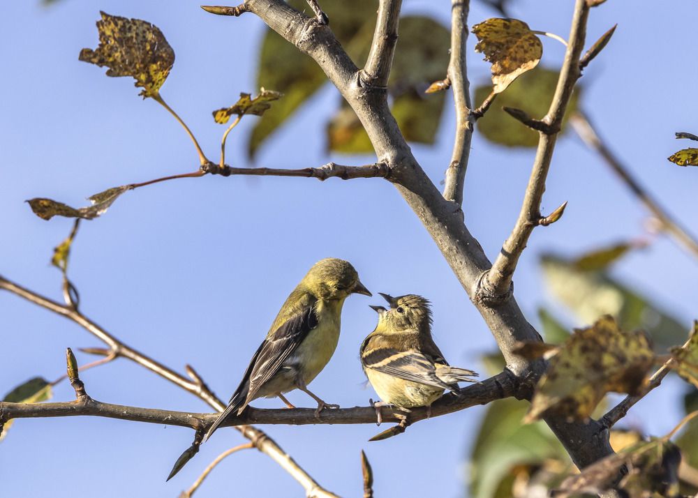 Фотография автора Clement Roy