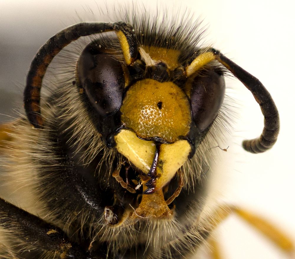 Photograph by Эльвира Быкова