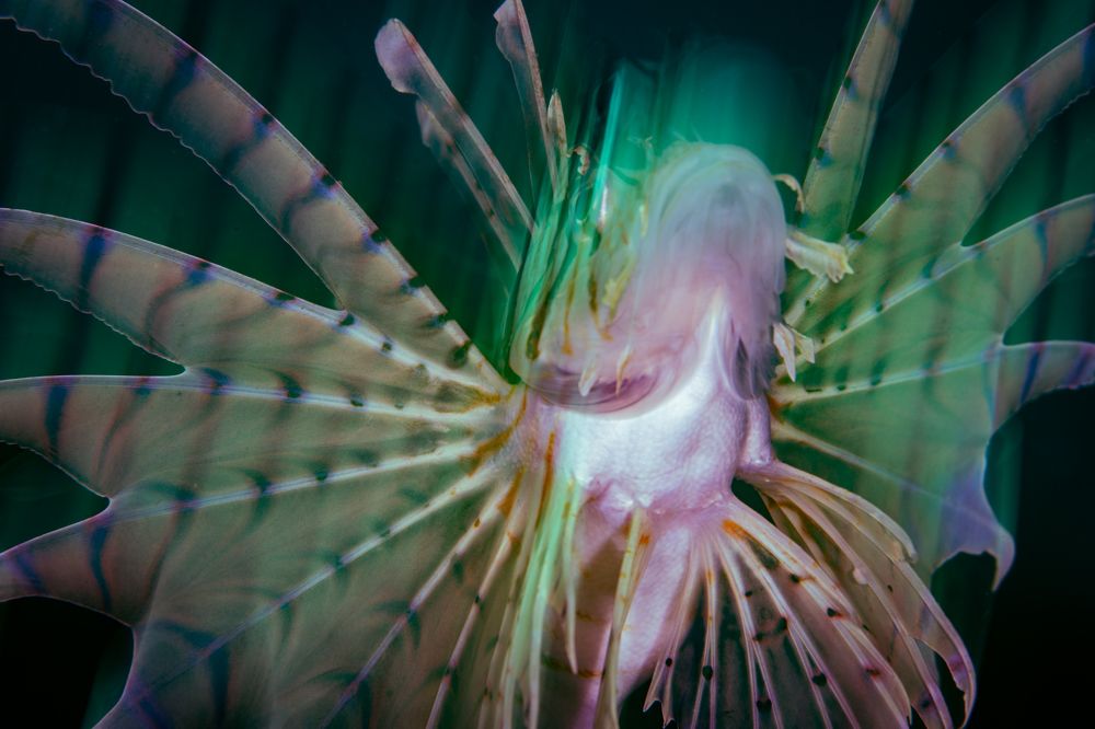 Photograph by HITOMI TSUCHIYA