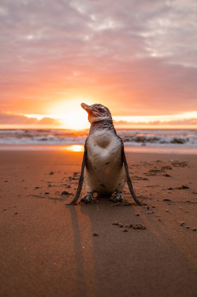 Photograph by Bruno Carlesse