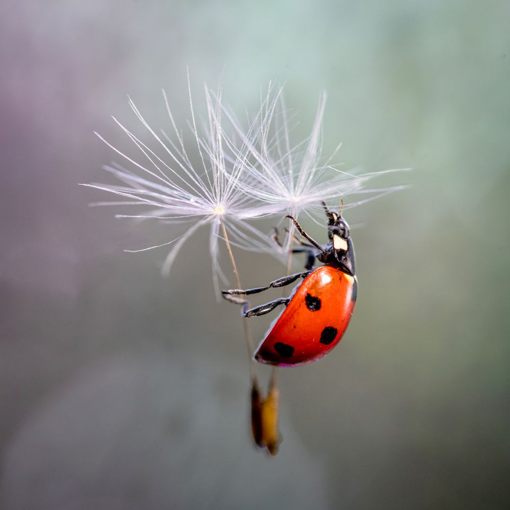 Photograph by Анна Иванова