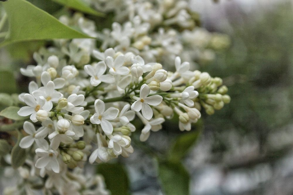 Photograph by Елена Силантьева