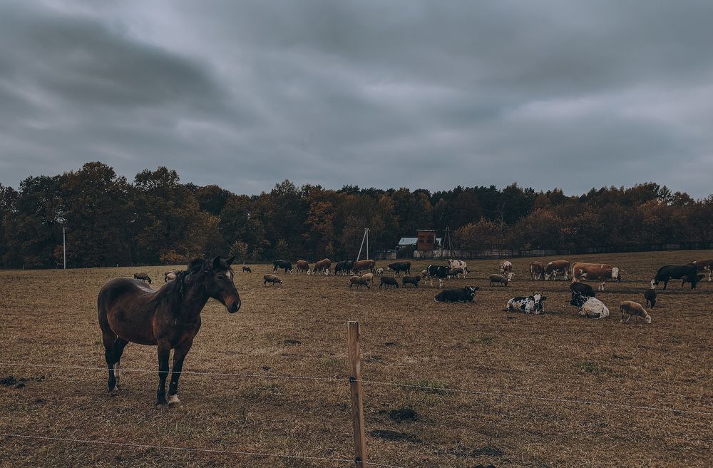 Photograph by Наталья Манжиева
