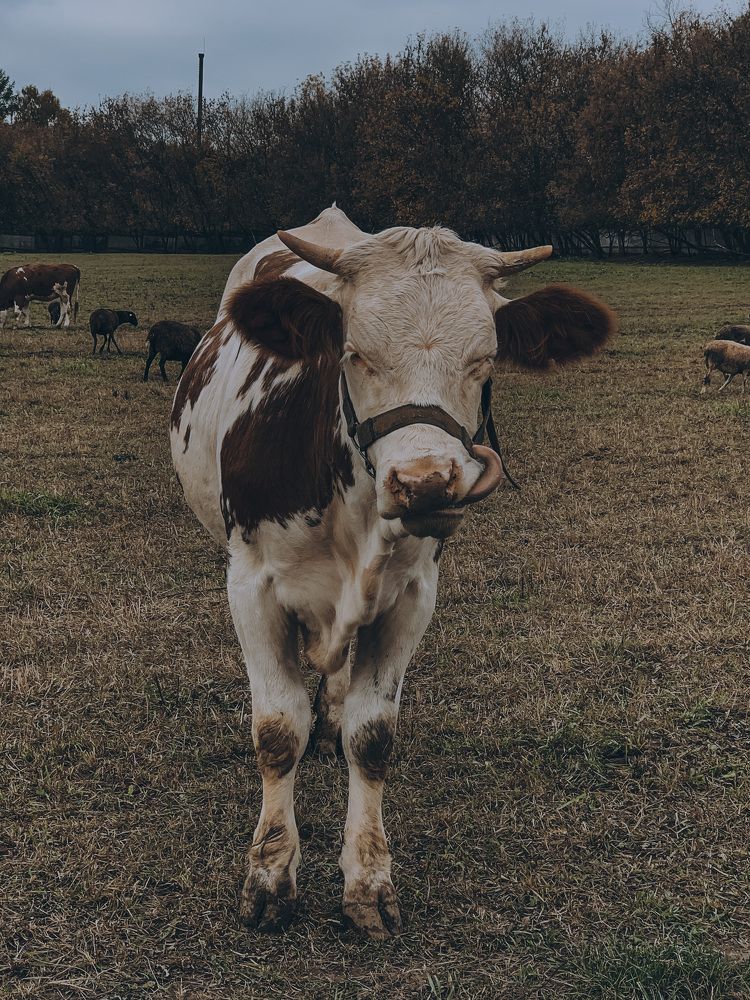 Photograph by Наталья Манжиева