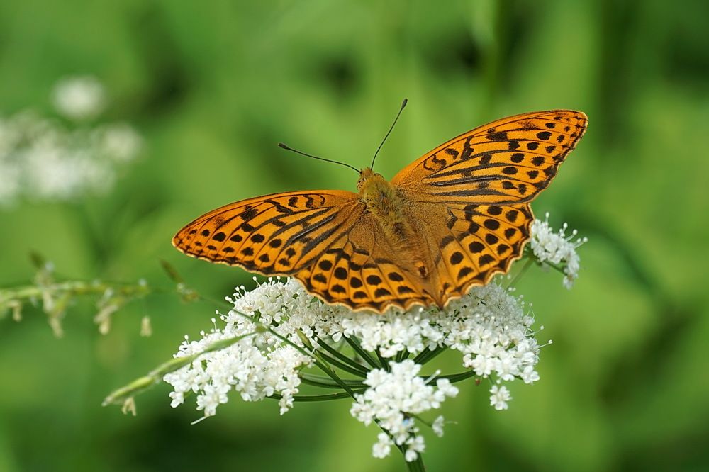 Photograph by Галина Кан