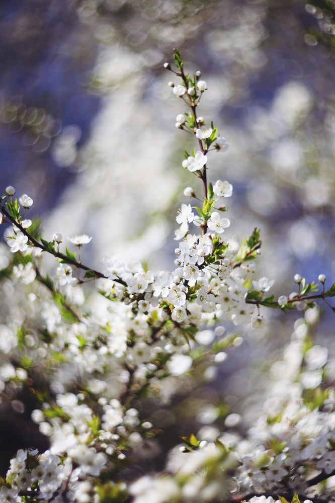 Photograph by Anna Lin