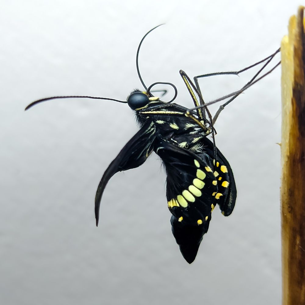 butterfly enlarging its wings