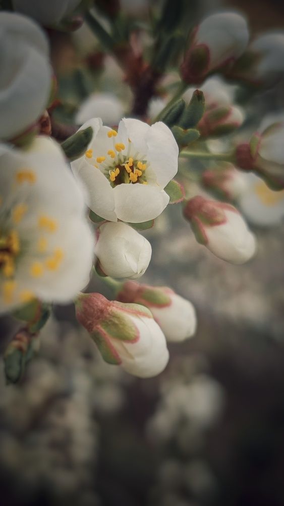 Фотография автора Анастасия Мамаева