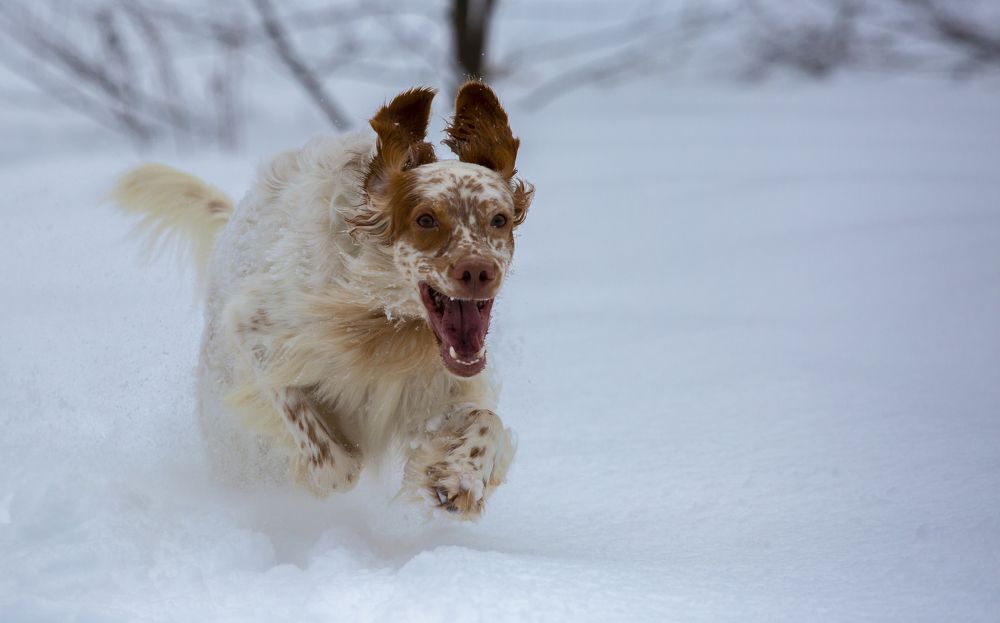 Photograph by Александр Чибиркин