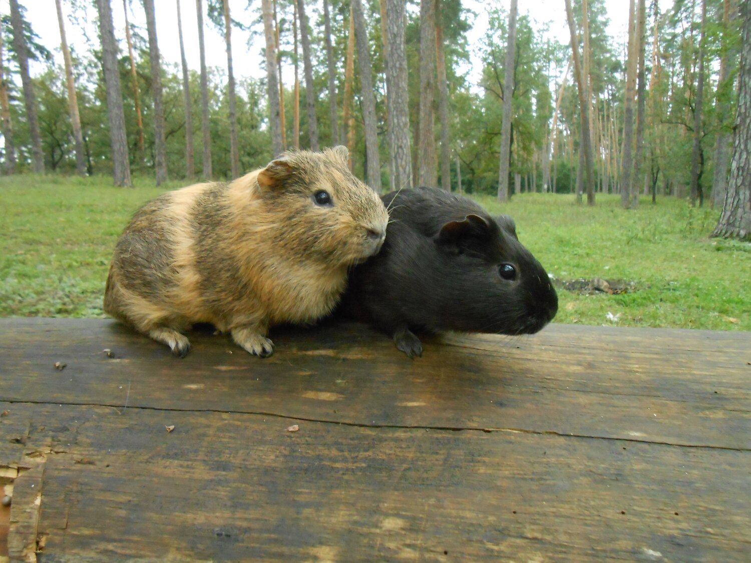 Photo #9470023