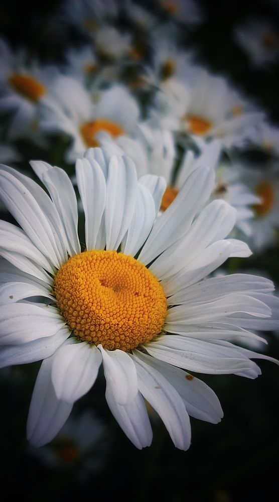 Фотография автора Анастасия Мамаева