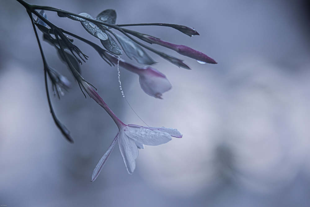 Photograph by Amelia Pardo