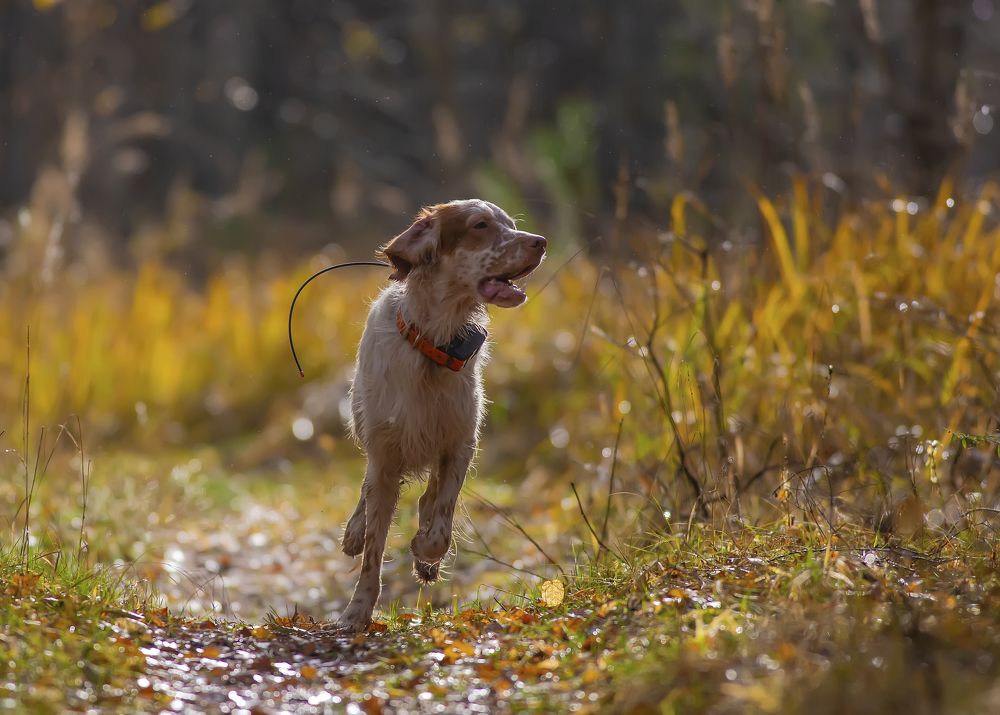 Photograph by Александр Чибиркин