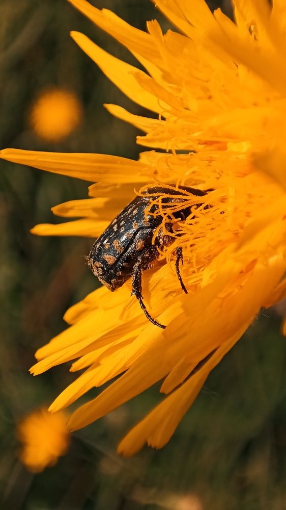 Утопая в нектаре