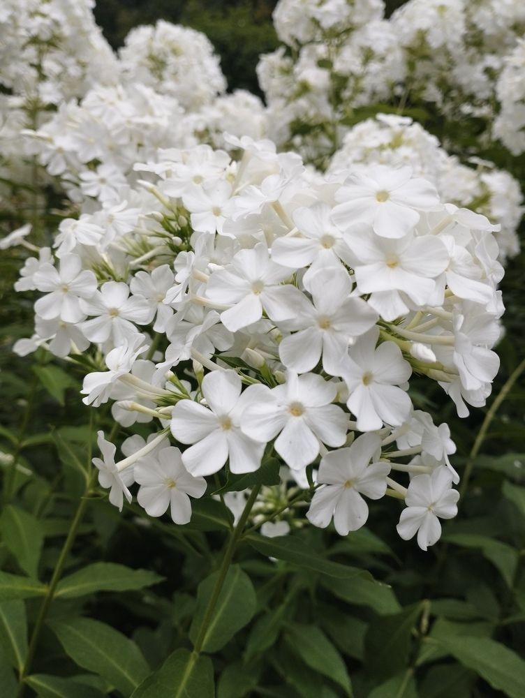 Photograph by Ольга Антохина