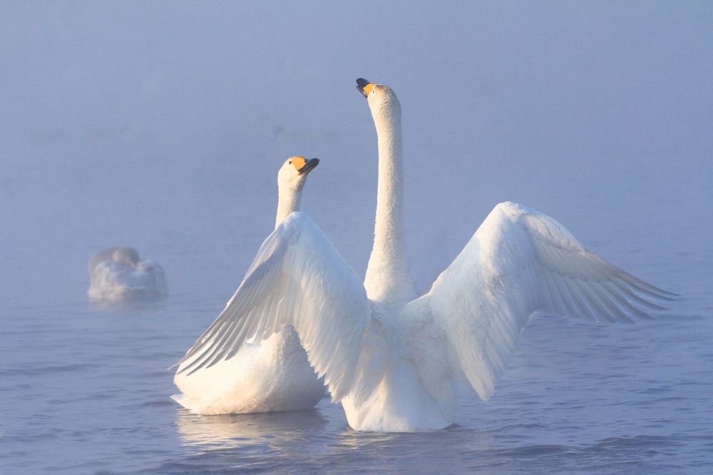 Лебединая нежность.