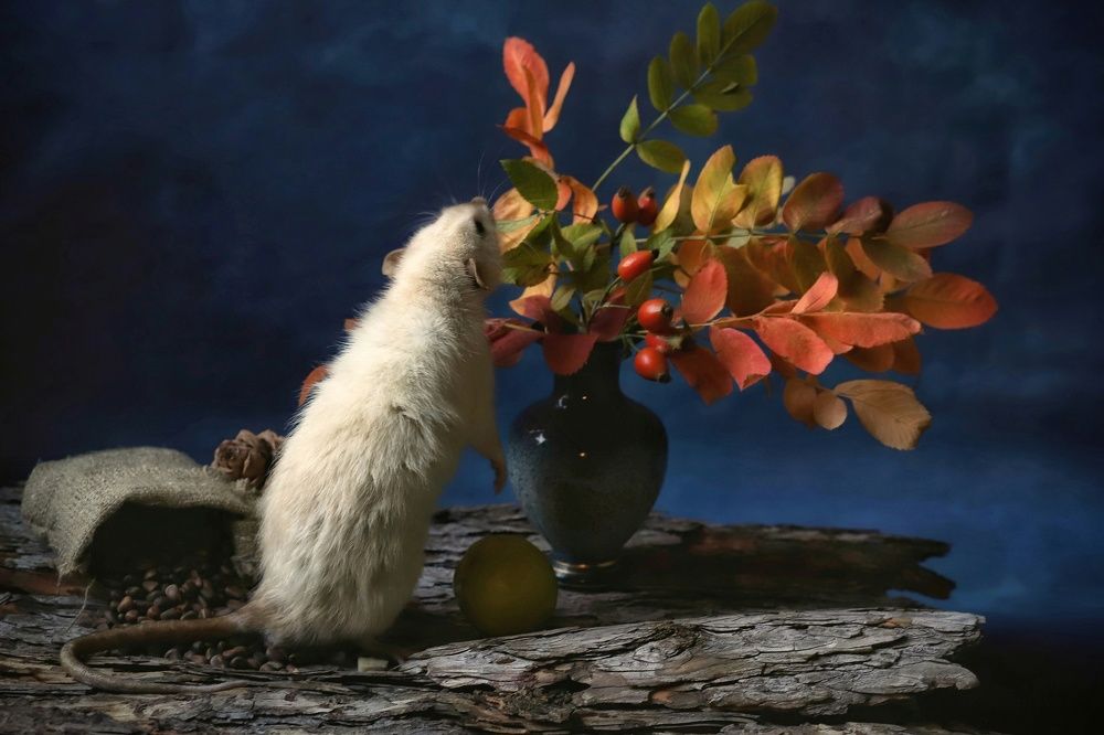 Фотография автора Елена Кириллова