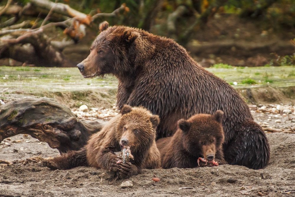 Под маминой защитой.