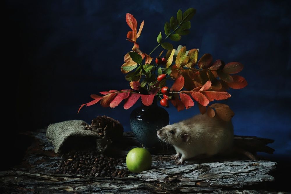 Фотография автора Елена Кириллова