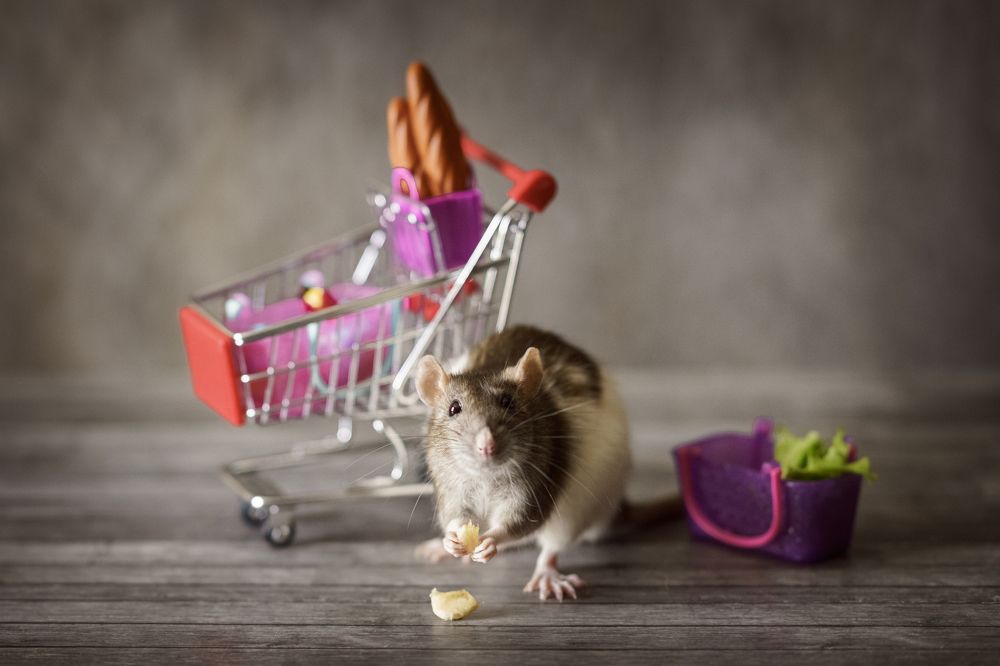 Photograph by Ольга Рачилова